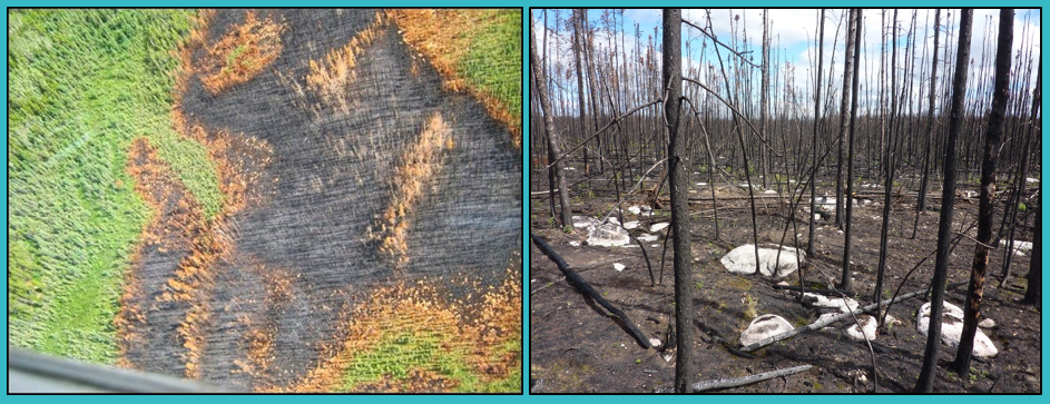 Aerial and ground view of burned forest.